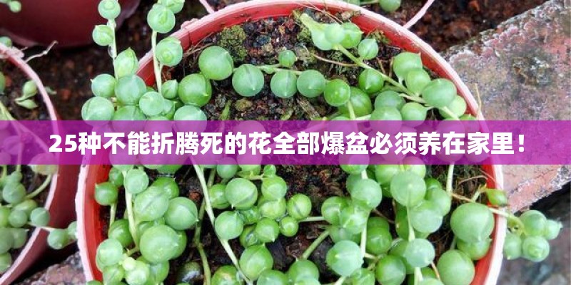 25种不能折腾死的花全部爆盆必须养在家里! 25种不能折腾死的花全部爆盆必须养在家里!
