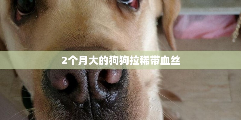 2个月大的狗狗拉稀带血丝 2个月大的狗狗拉稀带血丝