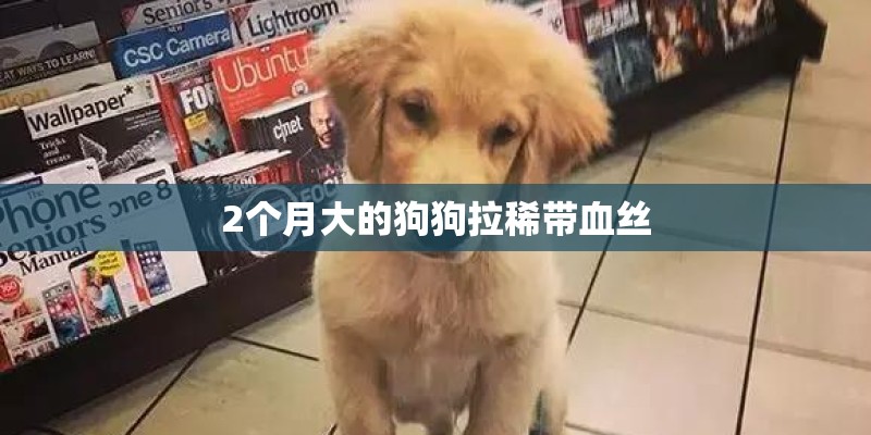 2个月大的狗狗拉稀带血丝 2个月大的狗狗拉稀带血丝