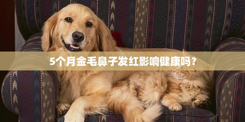 5个月金毛鼻子发红影响健康吗？