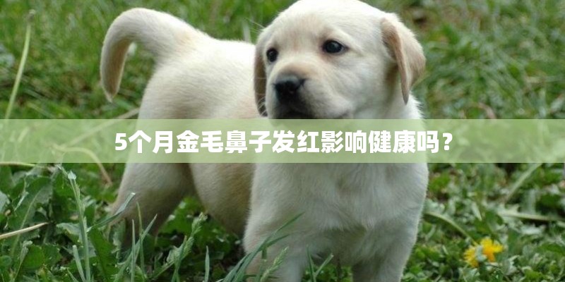 5个月金毛鼻子发红影响健康吗？