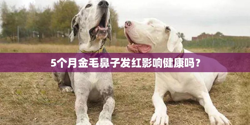 5个月金毛鼻子发红影响健康吗？