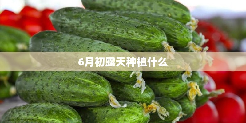 6月初露天种植什么
