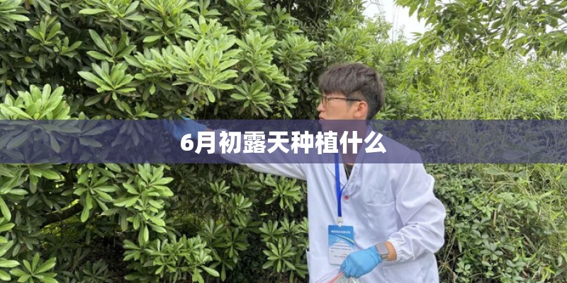 6月初露天种植什么 6月初露天种植什么