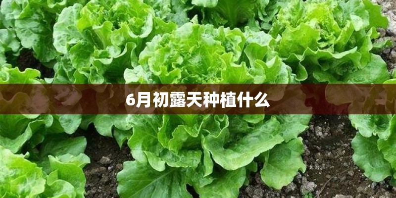 6月初露天种植什么 6月初露天种植什么