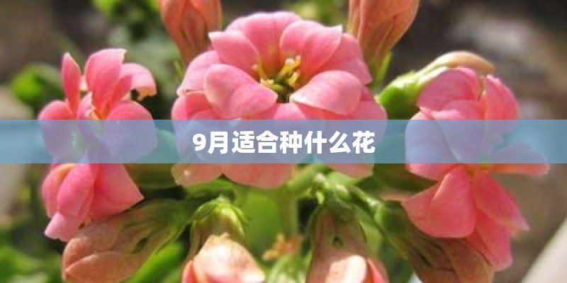 9月适合种什么花