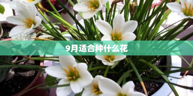 9月适合种什么花