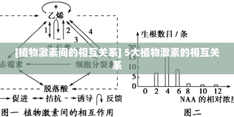 [植物激素间的相互关系] 5大植物激素的相互关系