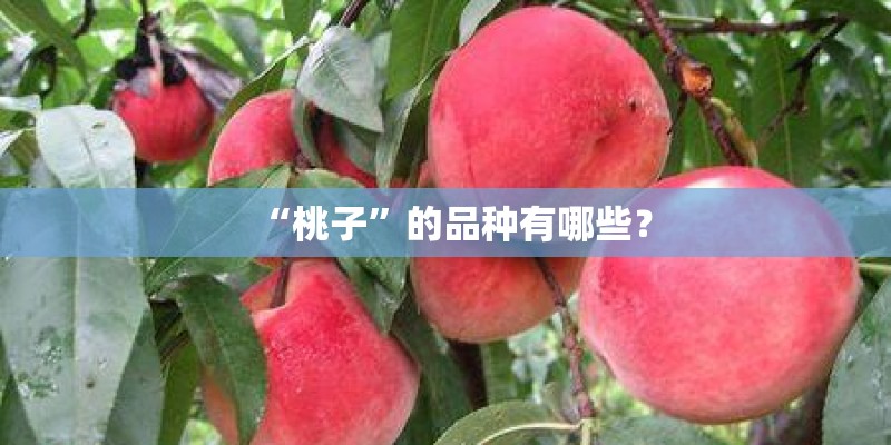 “桃子”的品种有哪些？