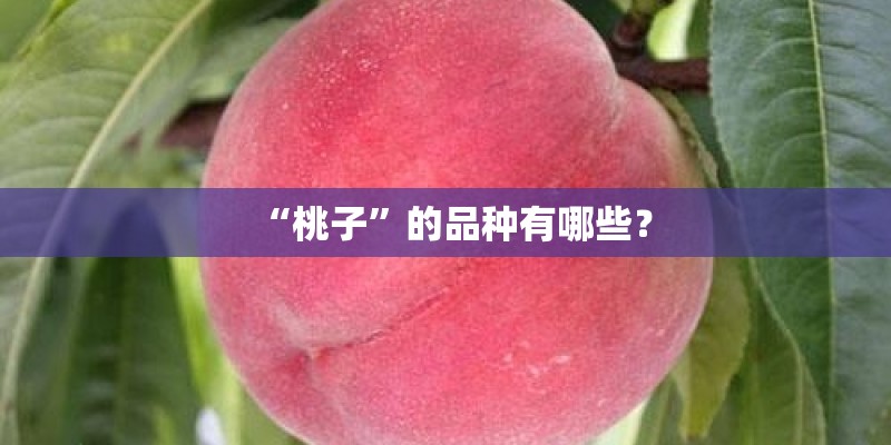 “桃子”的品种有哪些？