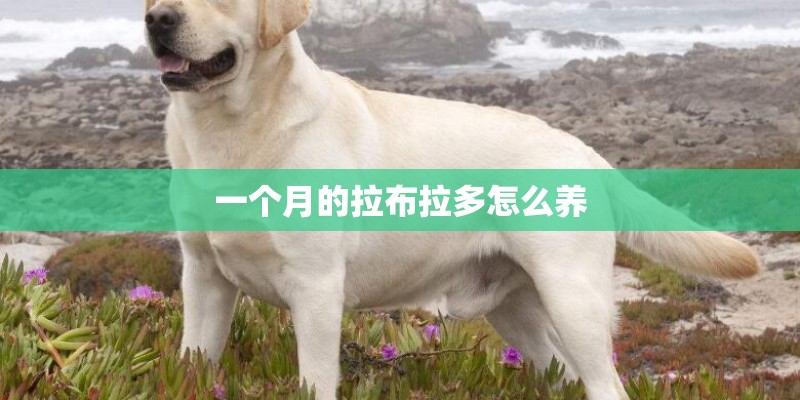 一个月的拉布拉多怎么养