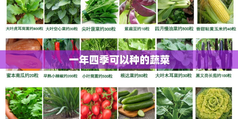 一年四季可以种的蔬菜