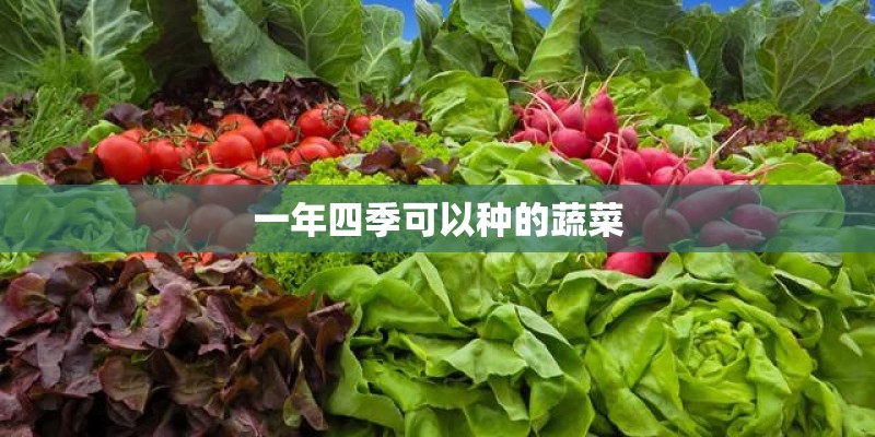 一年四季可以种的蔬菜