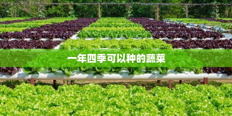 一年四季可以种的蔬菜