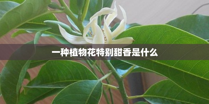 一种植物花特别甜香是什么
