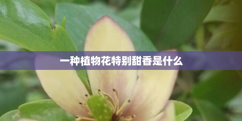 一种植物花特别甜香是什么