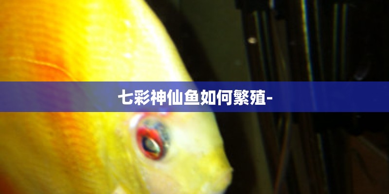 七彩神仙鱼如何繁殖-