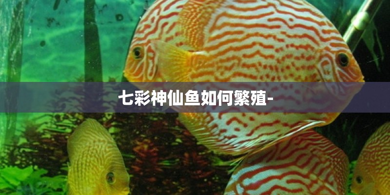 七彩神仙鱼如何繁殖-