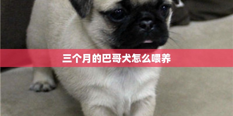 三个月的巴哥犬怎么喂养