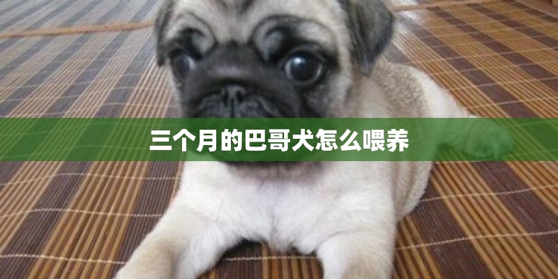 三个月的巴哥犬怎么喂养