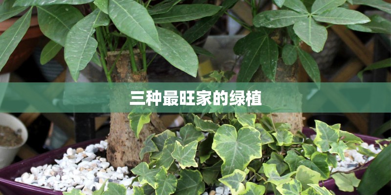 如何养好兰花？_1