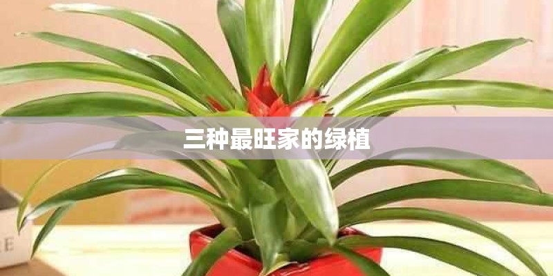 三种最旺家的绿植
