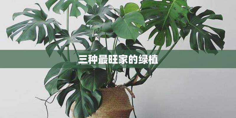 三种最旺家的绿植