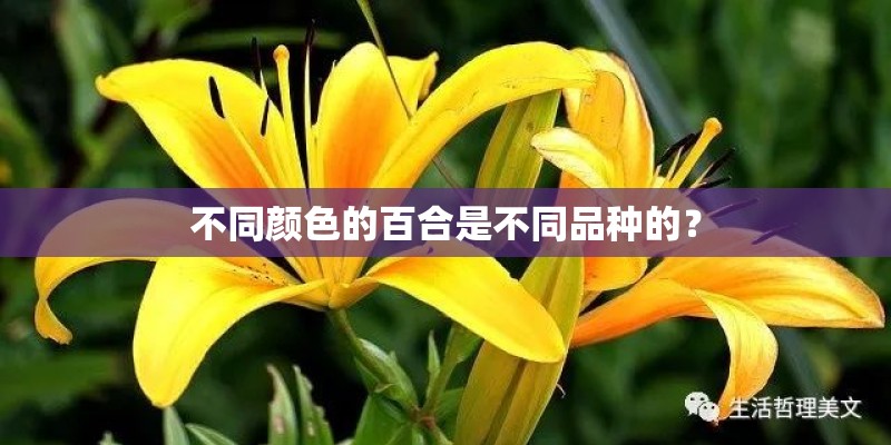 不同颜色的百合是不同品种的？