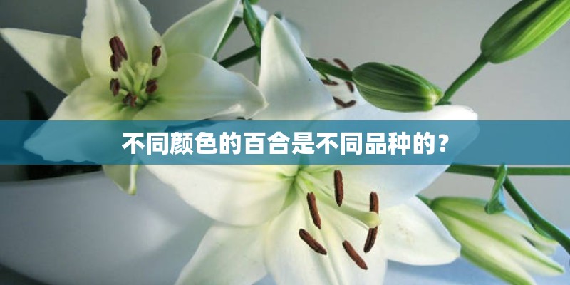 不同颜色的百合是不同品种的？