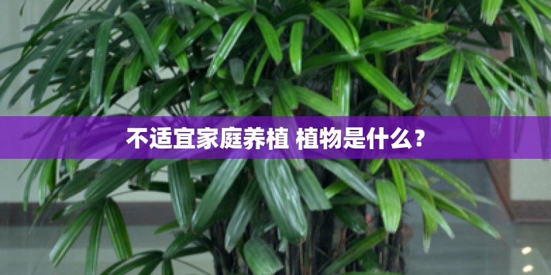 不适宜家庭养植 植物是什么？
