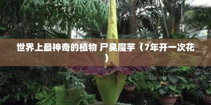 B站核爆霍元甲背景动漫是哪个 B站核爆霍元甲背景动漫是哪个