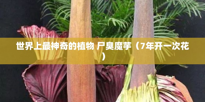 世界上最神奇的植物 尸臭魔芋（7年开一次花）