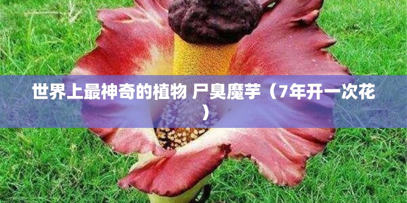 B站核爆霍元甲背景动漫是哪个 B站核爆霍元甲背景动漫是哪个