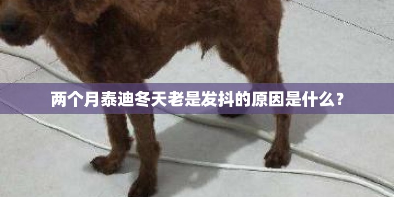 两个月泰迪冬天老是发抖的原因是什么？
