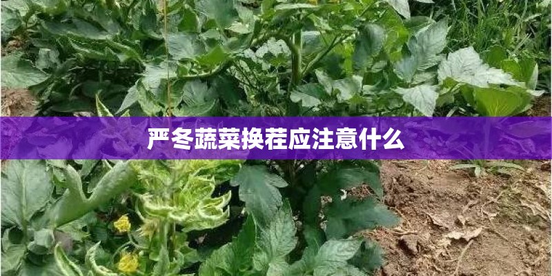 严冬蔬菜换茬应注意什么