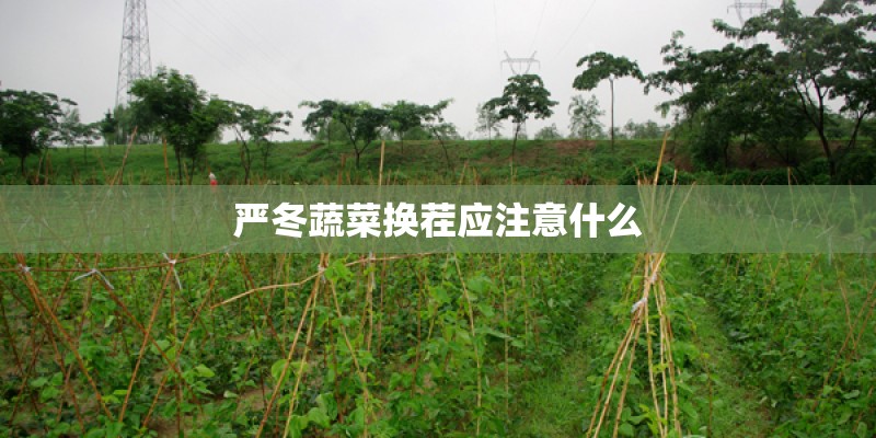 严冬蔬菜换茬应注意什么 严冬蔬菜换茬应注意什么