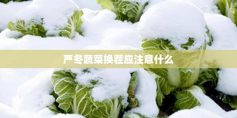 严冬蔬菜换茬应注意什么 严冬蔬菜换茬应注意什么