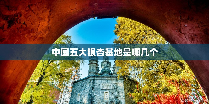 中国五大银杏基地是哪几个