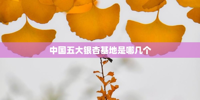中国五大银杏基地是哪几个