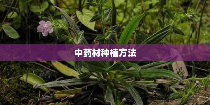 中药材种植方法 中药材种植方法