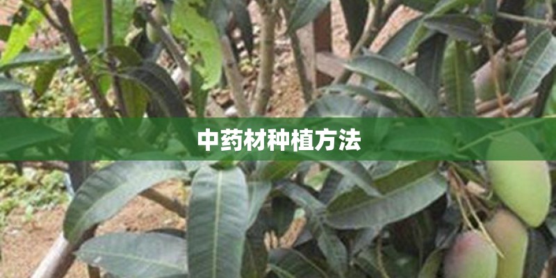中药材种植方法 中药材种植方法