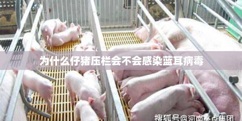 为什么仔猪压栏会不会感染蓝耳病毒