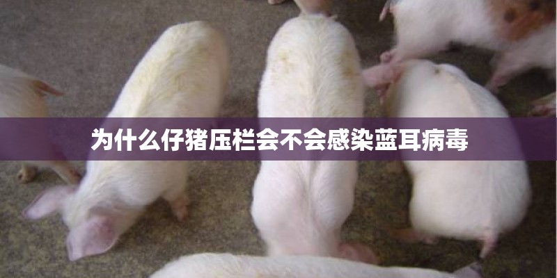 为什么仔猪压栏会不会感染蓝耳病毒