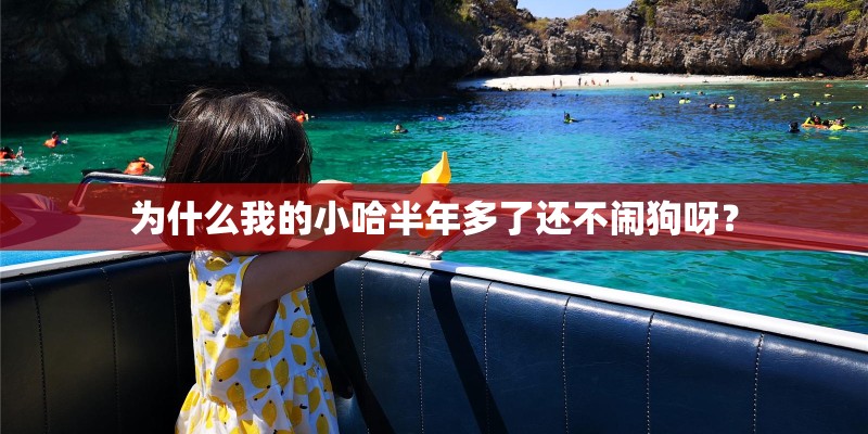 为什么我的小哈半年多了还不闹狗呀？