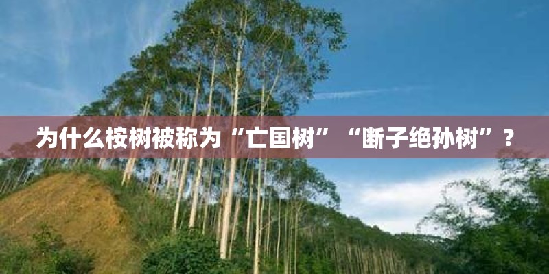 为什么桉树被称为“亡国树”“断子绝孙树”？