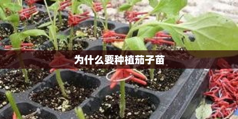 为什么要种植茄子苗