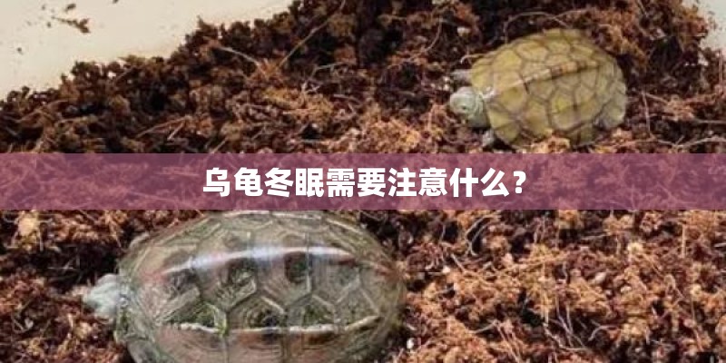 乌龟冬眠需要注意什么？