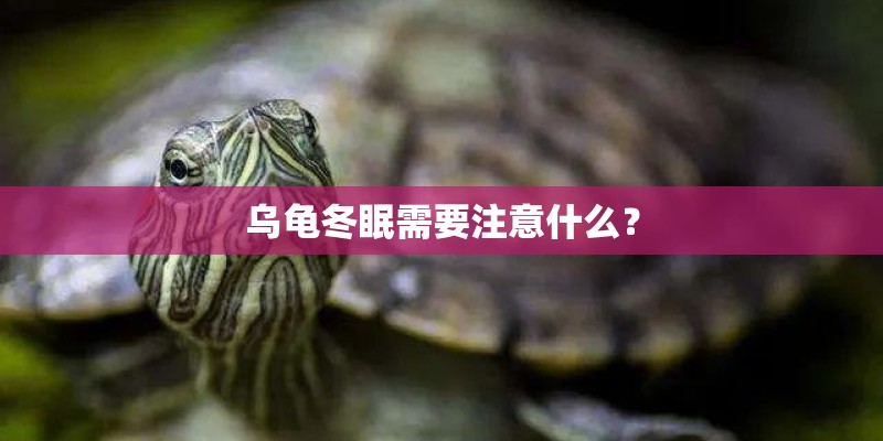 乌龟冬眠需要注意什么？