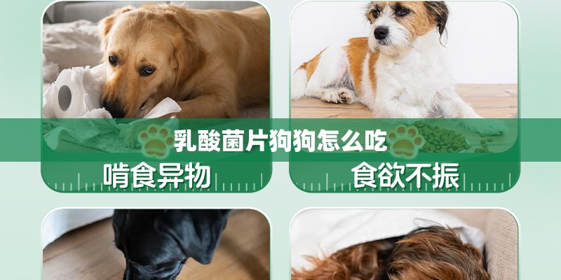 乳酸菌片狗狗怎么吃