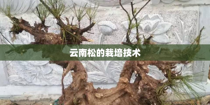 云南松的栽培技术